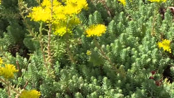 Yellow succulent orpin plant flower blooms grow in garden — Stock Video