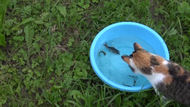 Caça de gato entre pequenos peixes uma carpa crucian em tigela azul — Vídeo de Stock