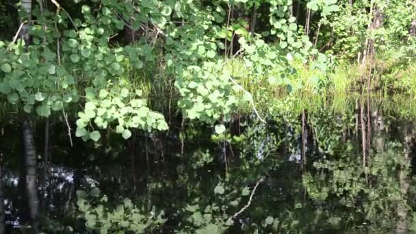 Fint lämnar dammar aspen gren flimrande yta — Stockvideo