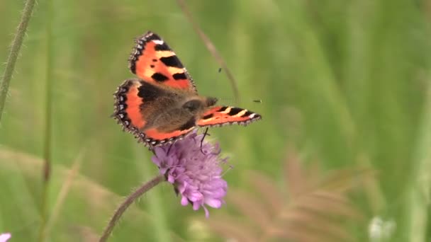 Kleine vos (aglais urticae) vlinder op roze bloem — Stockvideo