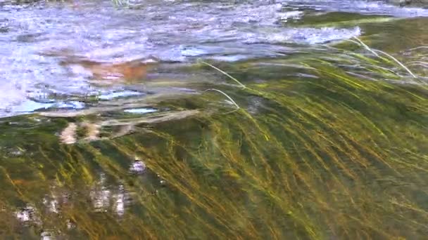 Underwater gräs och tyst vattendraget på solig dag sommar — Stockvideo