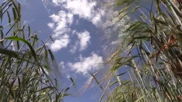 Rijp gerst barleycorn plant gewas oren bewegen in de wind — Stockvideo