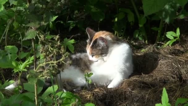 Bouquet de baies de canneberge et mignon chat tabby se laver sur la lumière du soleil — Video