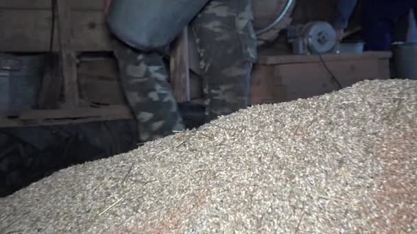 Чоловік вливає органічне зерно вівса в ретро-ситову машину з відром. 4-кілометровий — стокове відео