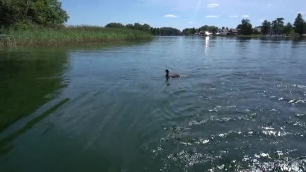 Ptak wodny i szczęśliwa rodzina cieszą się wodną wycieczką rowerową po jeziorze. Patelnia gimbalska — Wideo stockowe