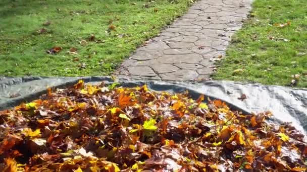 Tahání velké hromady listí na podzim — Stock video