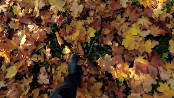 Hombre caminando sobre hojas vívidas de otoño en el parque — Vídeo de stock