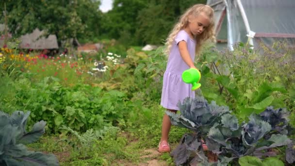 Lovely little girl water cabbage with small watering can — Stock Video