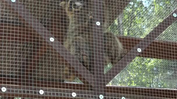 Paseo Mapaches Jaula Zoológico Verano — Vídeo de stock