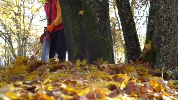 의나무 근처에서 가을에 낙엽을 — 비디오