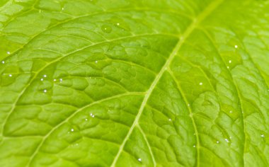 yeşil bir yaprağın dokusu