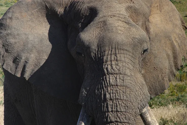 Huge elephant in south africa — Stock Photo, Image