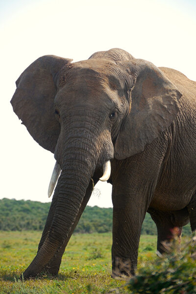 Male elephant with extremely long tusks