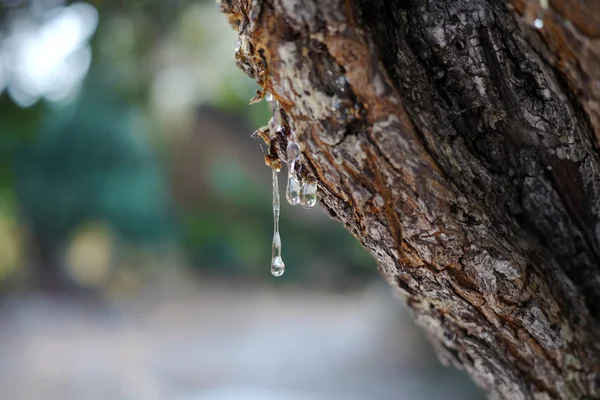 Mastic gum from a mastic tree — Stock Photo, Image