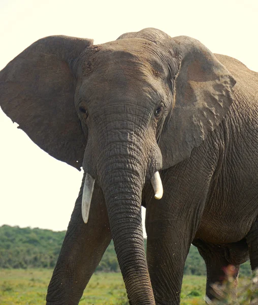 Elefante macho enorme — Fotografia de Stock