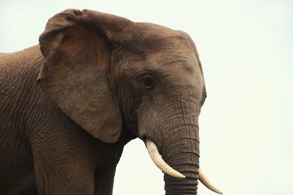 Güney Afrika 'daki filler — Stok fotoğraf