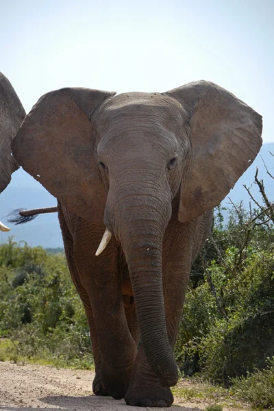 Elefantes em África do Sul — Fotografia de Stock