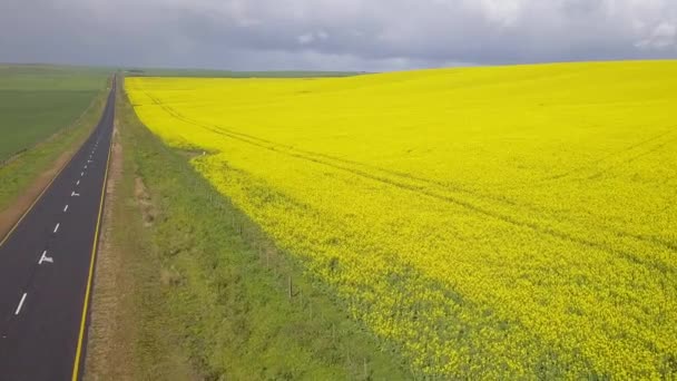 Aéreo Sobre Campos Canola Amarelo Brilhante — Vídeo de Stock