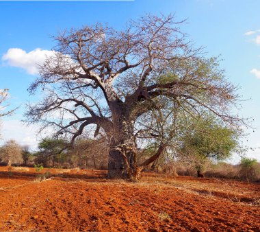 Kuru Afrika manzarasında Baobab ağacı