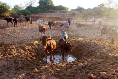 Afrika 'da kurumuş bir nehir yatağından su içen inekler