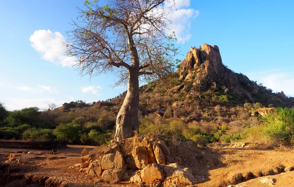 Baobab Árbol Seco Paisaje Africano —  Fotos de Stock