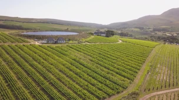 空中掠过山谷中田园诗般的葡萄园 — 图库视频影像