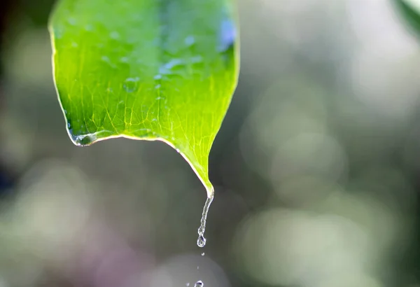 Grönt Löv Med Regndroppar Starkt Solljus — Stockfoto