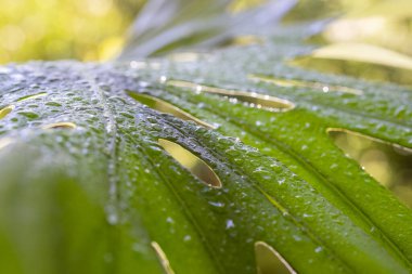 Parlak güneş ışığında yağmur damlalarıyla yeşil yaprak