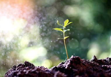 Sabahın erken saatlerinde hafif yağmur damlalarıyla