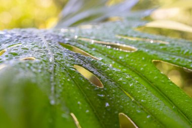 Parlak güneş ışığında yağmur damlalarıyla yeşil yaprak