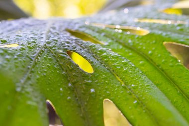 Parlak güneş ışığında yağmur damlalarıyla yeşil yaprak