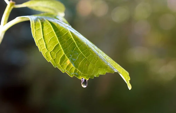 Σταγόνες Βροχής Πέφτουν Ένα Πράσινο Φύλλο — Φωτογραφία Αρχείου