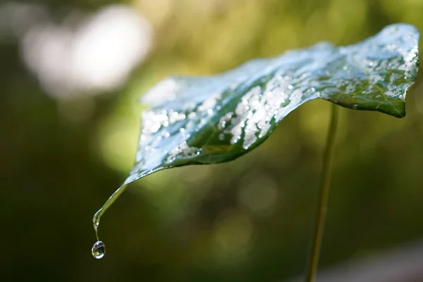 Gocce Pioggia Cadono Una Foglia Verde — Foto Stock