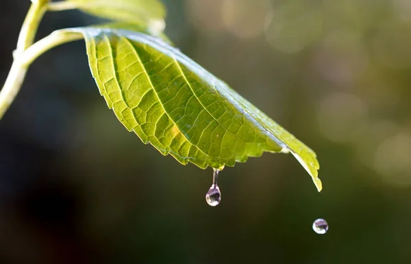Gocce Pioggia Cadono Una Foglia Verde — Foto Stock