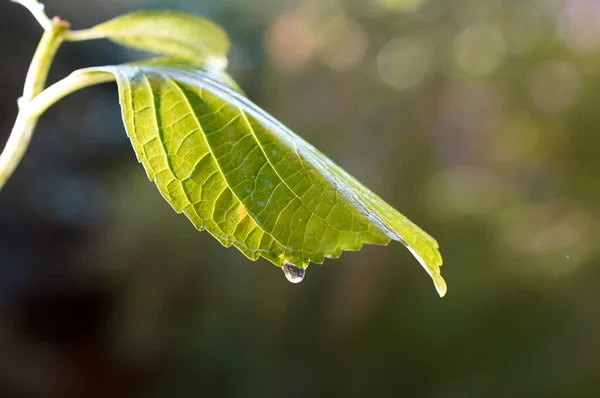 Regndroppar Faller Ett Grönt Löv — Stockfoto
