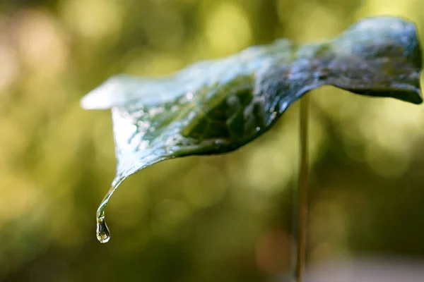 Raindrops Falling Green Leaf — Stock Photo, Image