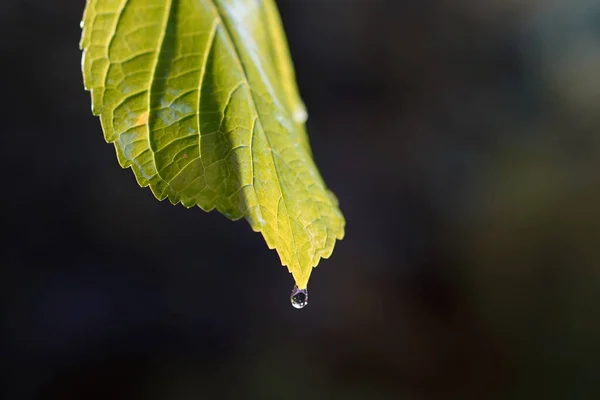 Краплі Дощу Падають Зелений Лист — стокове фото