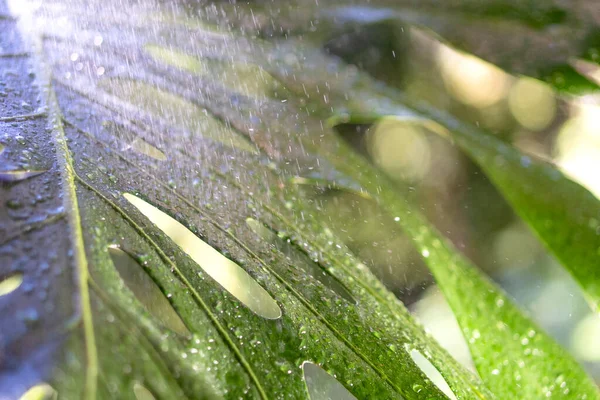 Зелений Лист Краплями Дощу Яскравому Сонячному Світлі — стокове фото