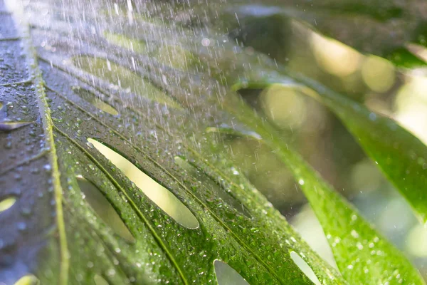 Foglia Verde Con Gocce Pioggia Alla Luce Del Sole — Foto Stock