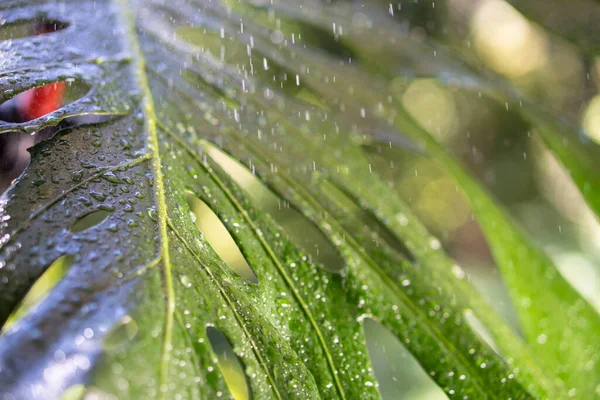 Зелений Лист Краплями Дощу Яскравому Сонячному Світлі — стокове фото