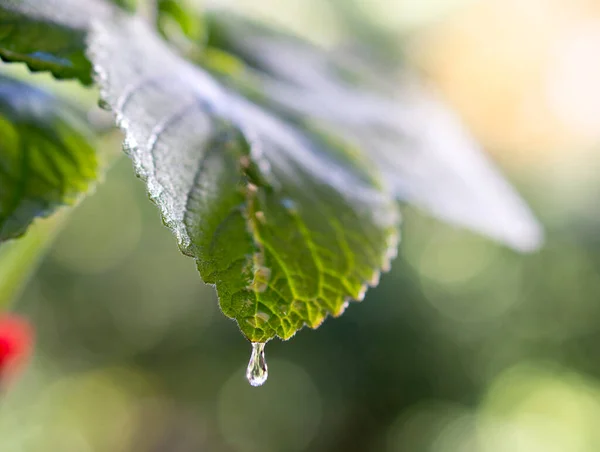 Grönt Löv Med Regndroppar Starkt Solljus — Stockfoto