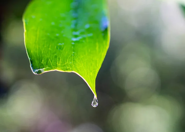 Hoja Verde Con Gotas Lluvia Luz Del Sol — Foto de Stock