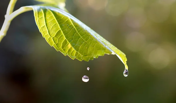 Gocce Pioggia Cadono Una Foglia Verde Fotografia Stock