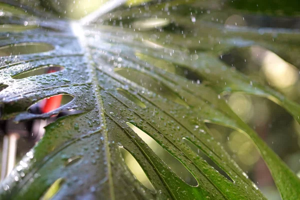 Краплі Дощу Падають Зелений Лист Ліцензійні Стокові Зображення