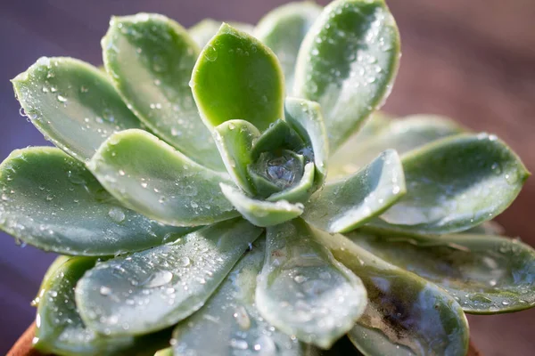 Foglia Verde Con Gocce Pioggia Alla Luce Del Sole Immagine Stock