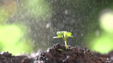 Bitkinin yapraklarına yağmur yağıyor, yavaş çekimde yağmur damlaları.