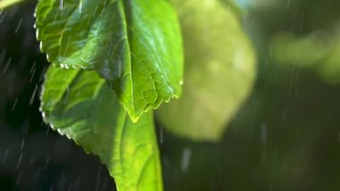 Bitkinin yapraklarına yağmur yağıyor, yavaş çekimde yağmur damlaları.