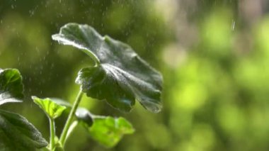 Bitkinin yapraklarına yağmur yağıyor, yavaş çekimde yağmur damlaları.