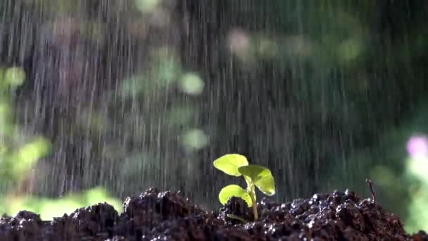 Regen Auf Einem Keimling Boden — Stockvideo