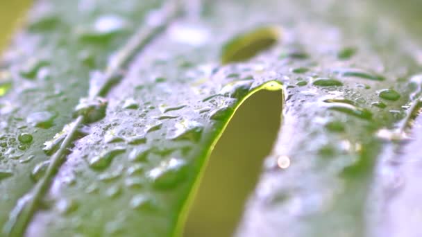 植物の葉に降る雨 ゆっくりとした動きの雨 — ストック動画